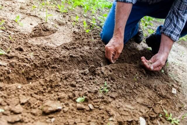 Man gardening