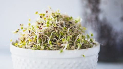 How To Grow Sprouts And Incorporate Them Into Your Emergency Plan
