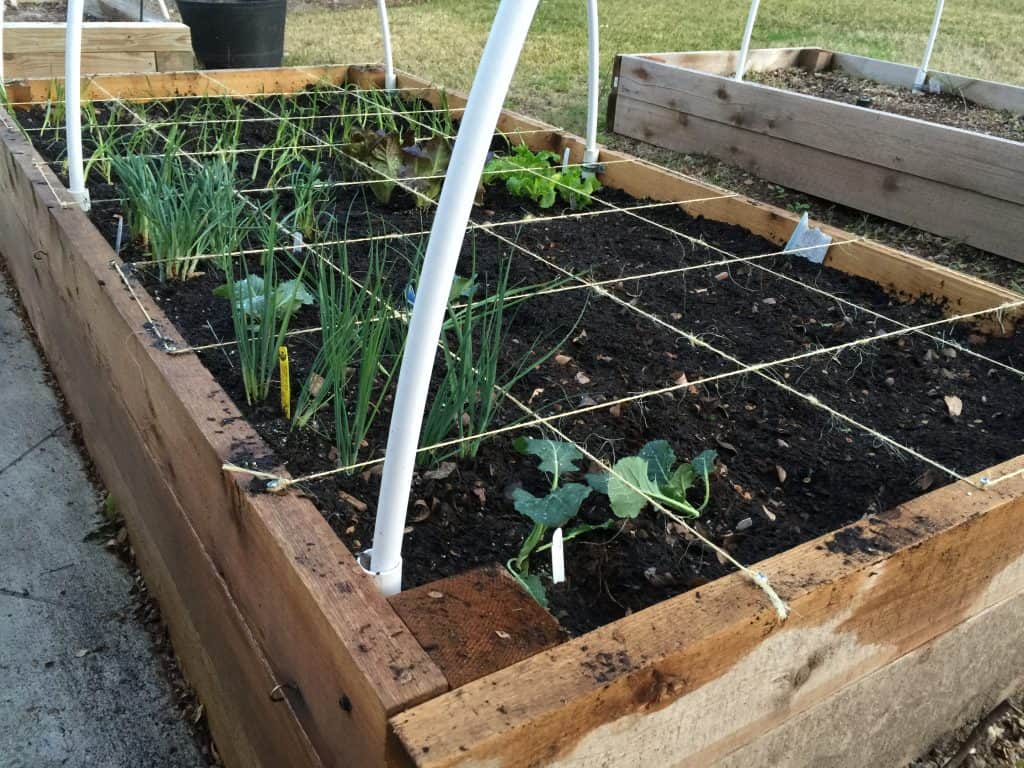 Square foot gardening