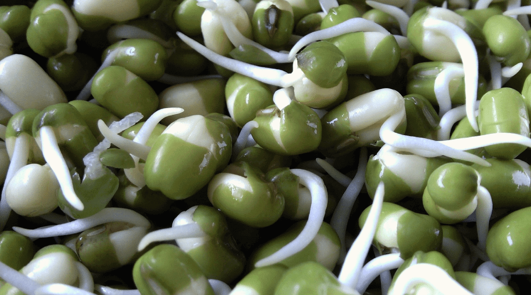 7 Things to Know About Sprouting?