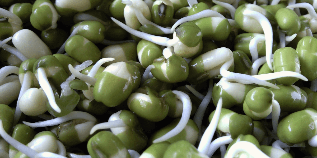 Sprouts